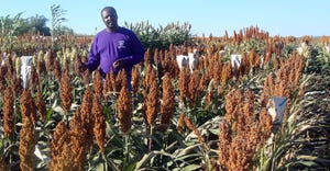 Tesfaye Tesso, a researcher at Kansas State University; Sorghum varieties with high protein quality will help sorghum crop in