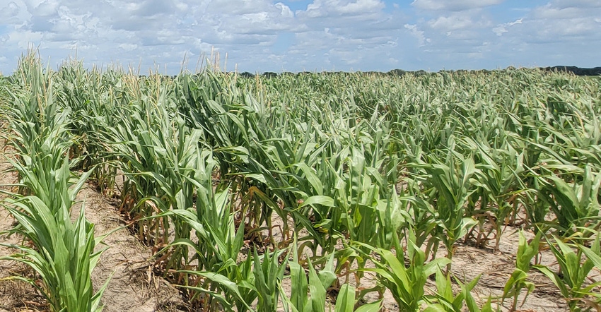 swfp-shelley-huguley-22-coast-corn.jpg swfp-shelley-huguley-22-coast-corn.jpg