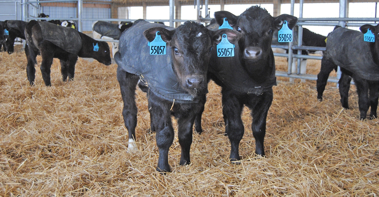 Selecting beef sires to breed to dairy cattle