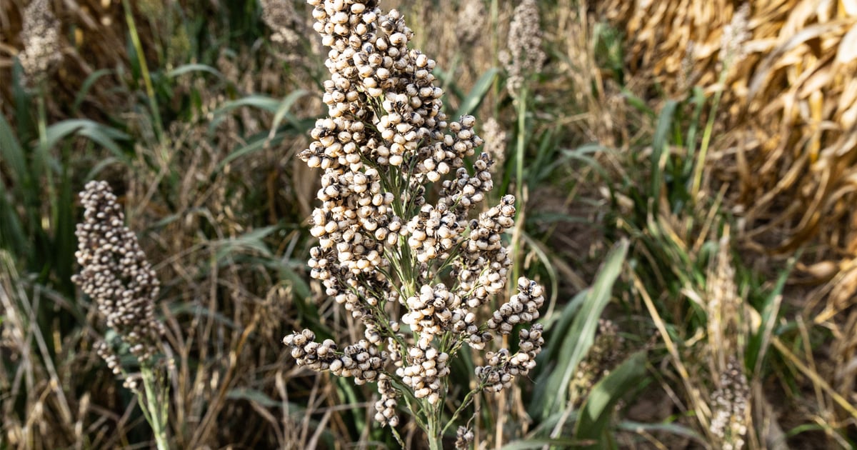 5 tips for better wide-row corn planting