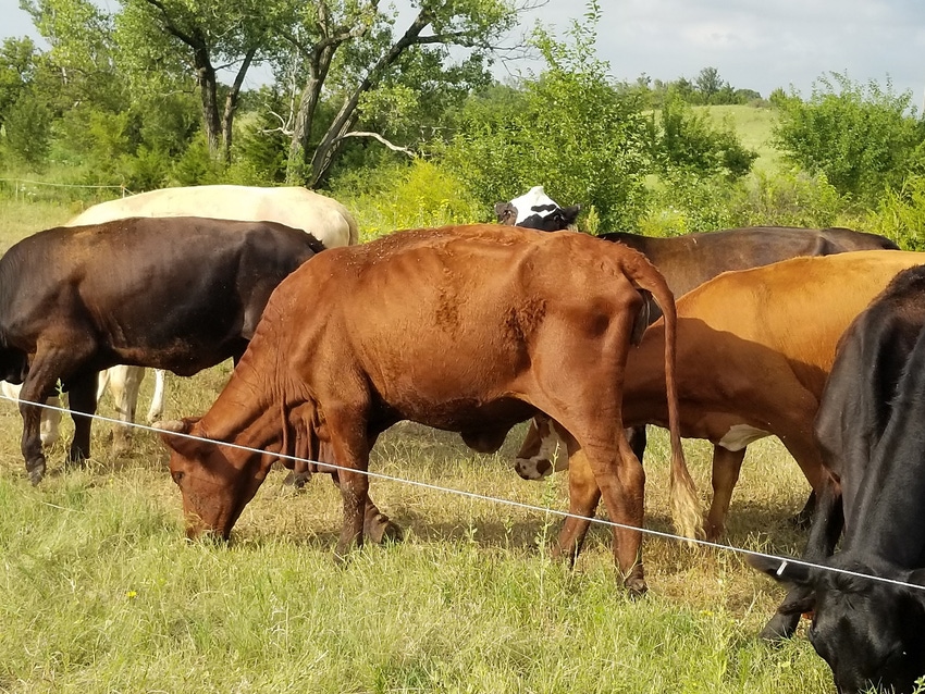 Cull cow in a herd