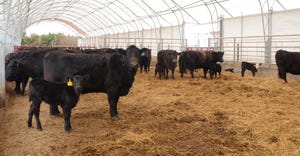 Cattle congregate inside light-filled hoop house
