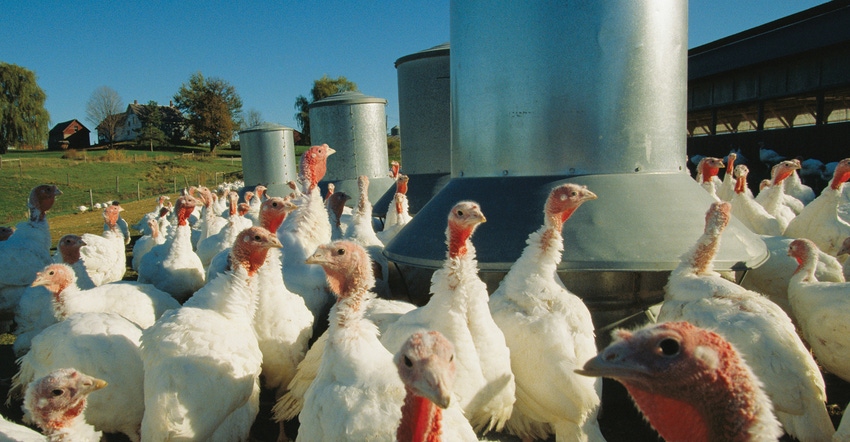 Turkey in outdoor feeding pen on farm
