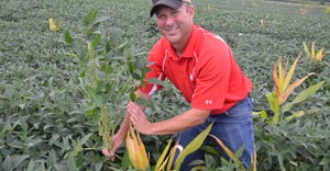 Steve Gauck holds up a soybean plant growing near a volunteer corn plant 