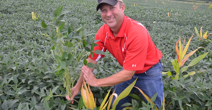 Steve Gauck holds up a soybean plant growing near a volunteer corn plant Steve Gauck holds up a soybean plant growing near a volunteer corn plant