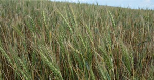 closeup of wheat in a field