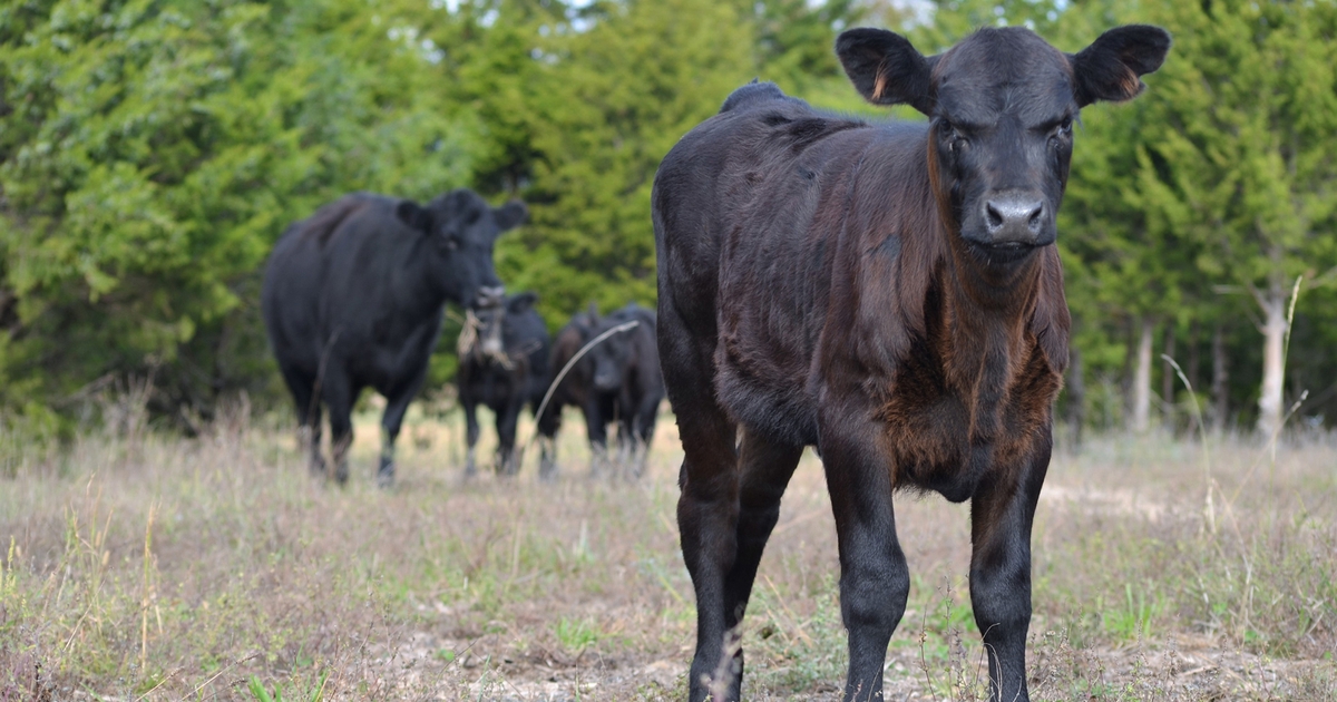 Decline in consumer beef supplies begins