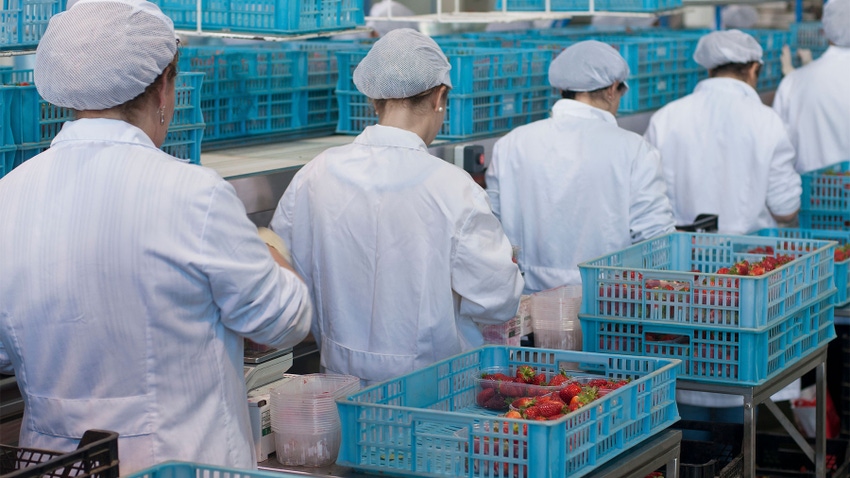 Rear view of women wearing protective clothing on a processing line for strawberries