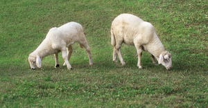  two young lamb eating grass in green pasture