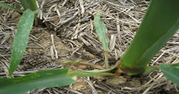 Pointers help minimize problems when mudding-in corn