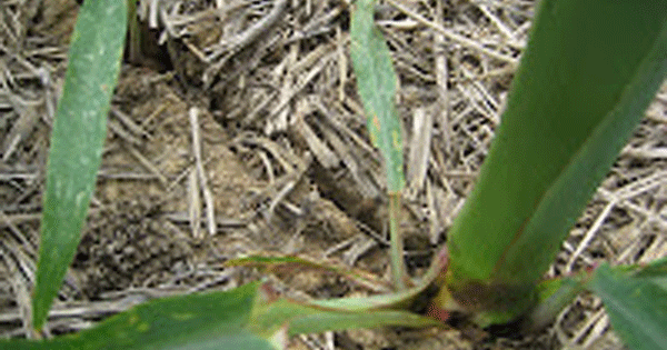 Muddle Corn Pointers help minimize problems when mudding-in corn
