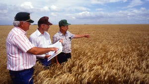 Dryland wheat