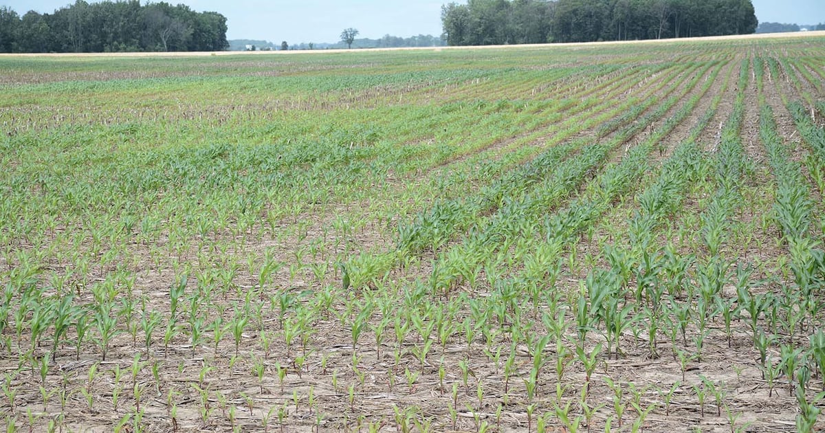 Indiana farmers hope for crop rebound