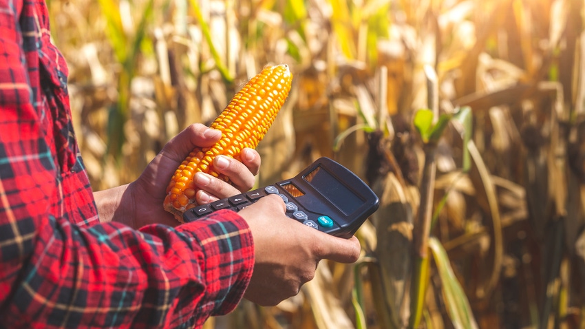 Farmer holding ear of corn and calculator