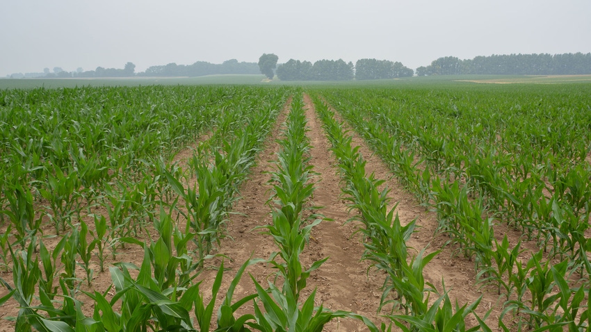  A cornfield with a tree line in the distance