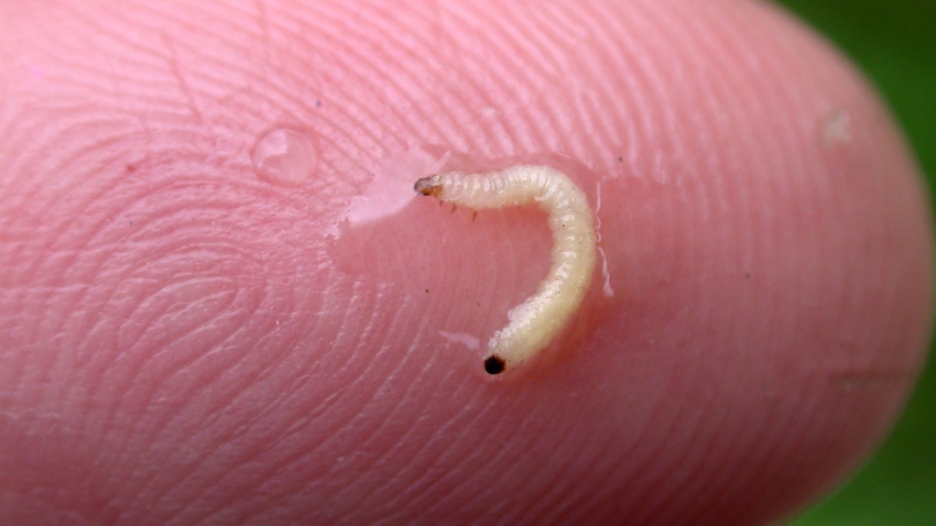 A close -up of a rootworm larvae