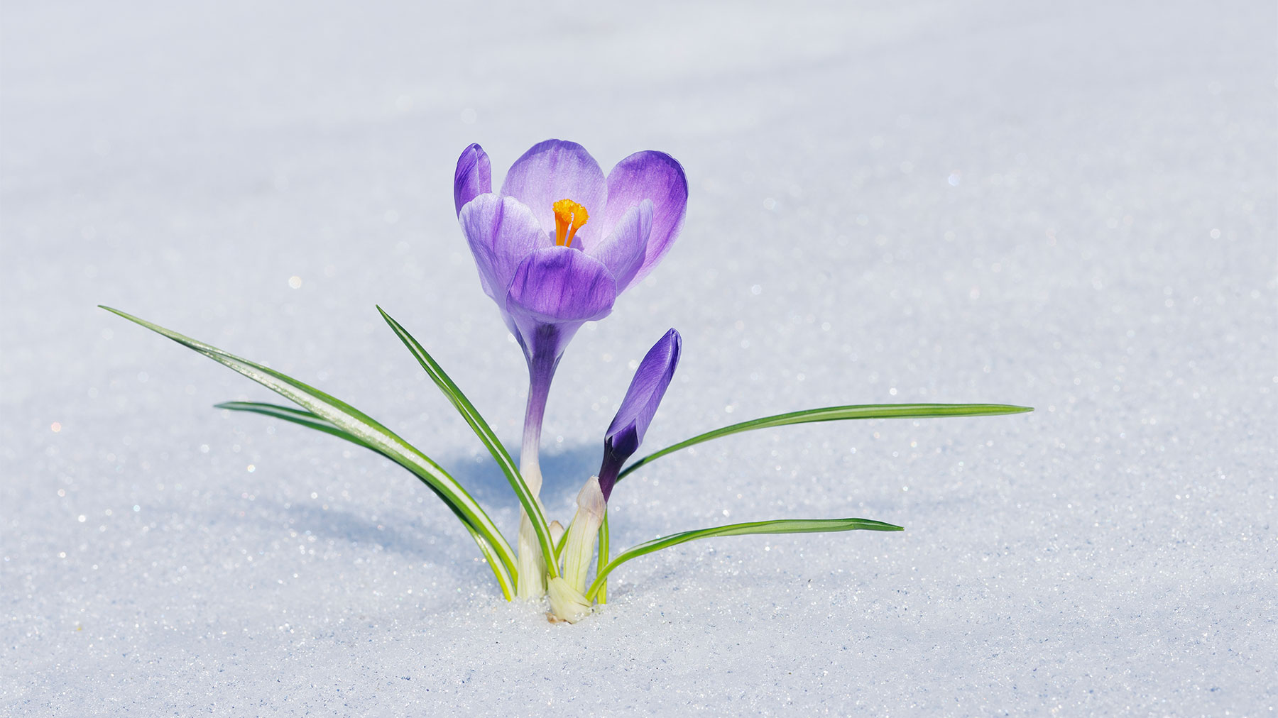 A crocus emerging through snow
