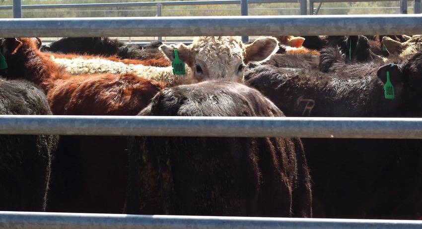 Cattle in auction pens