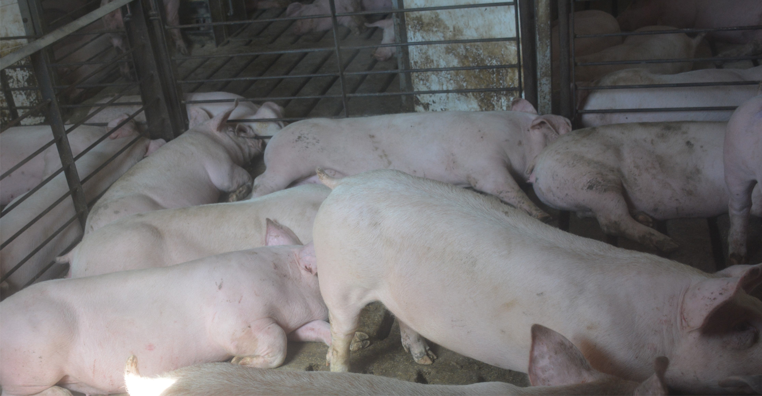 Farm family achieves meat marketing dream