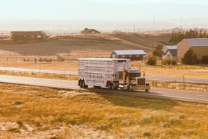 cattle-livestock-hauling-1182114341.jpg