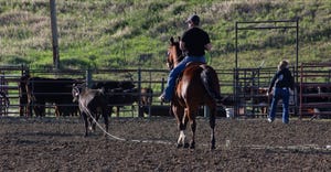 Man on horse roping cattle