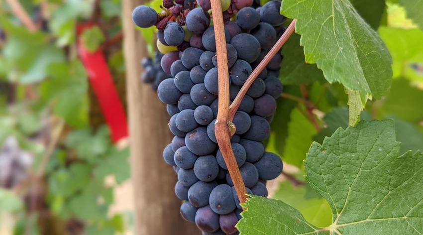 WFP-OSU-pinot-noir.jpg WFP-OSU-pinot-noir.jpg
