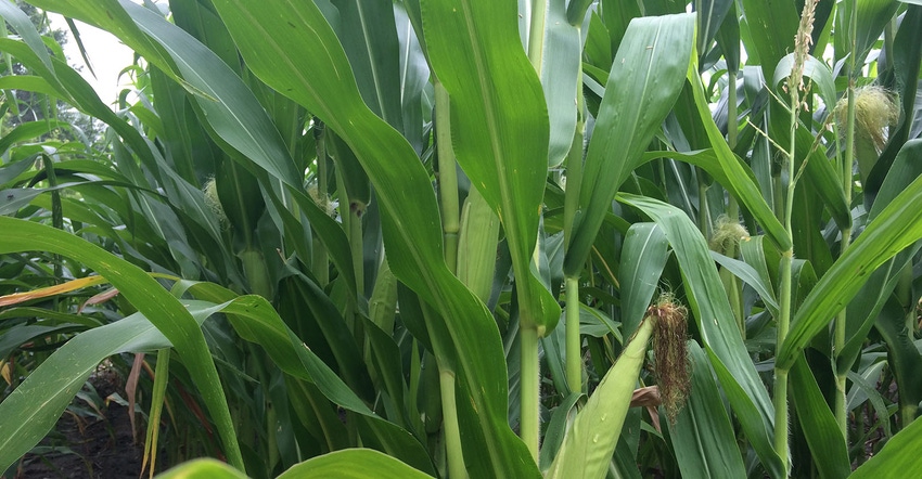 corn in August 2019 in southern Minnesota