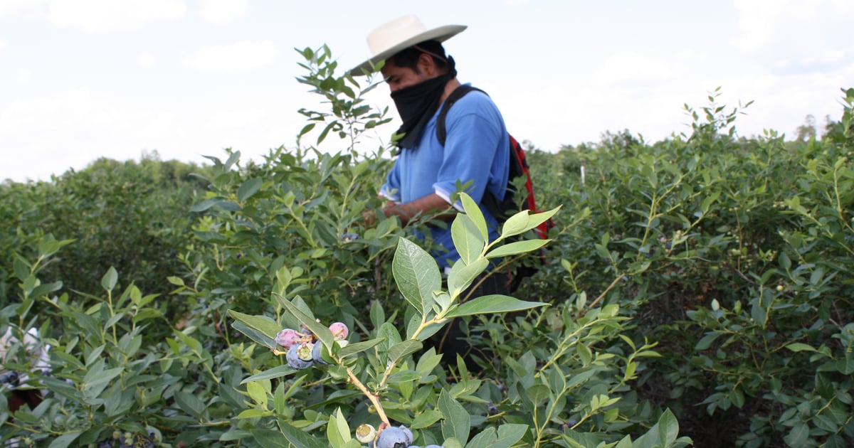 Automation could solve constant ag labor shortages