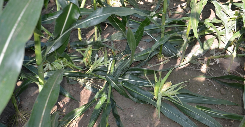 corn damaged by deer and raccoons