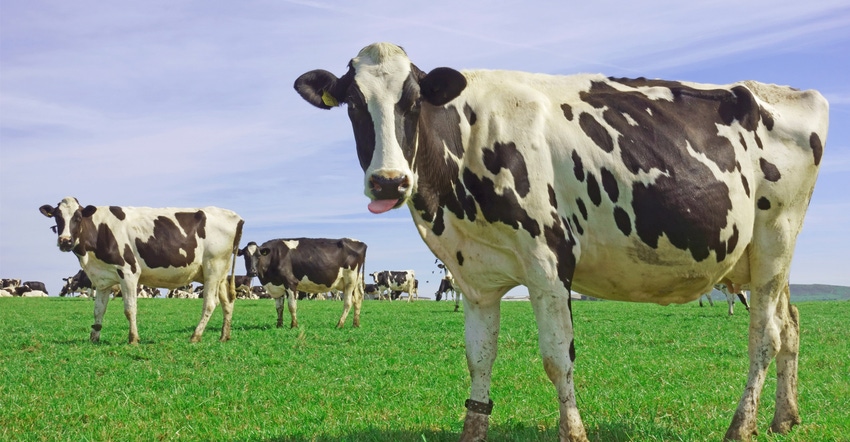Holstein cows in field