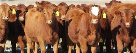 considerations_selecting_replacement_heifers_1_635931156138582000.jpg