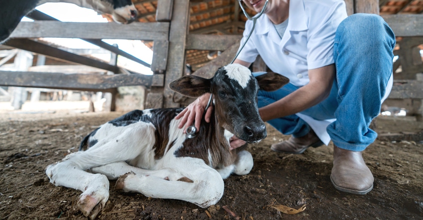 Vet examining calf on farm