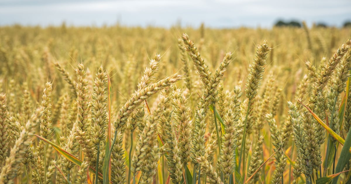 Wars plus weather scare put wheat on bullish track