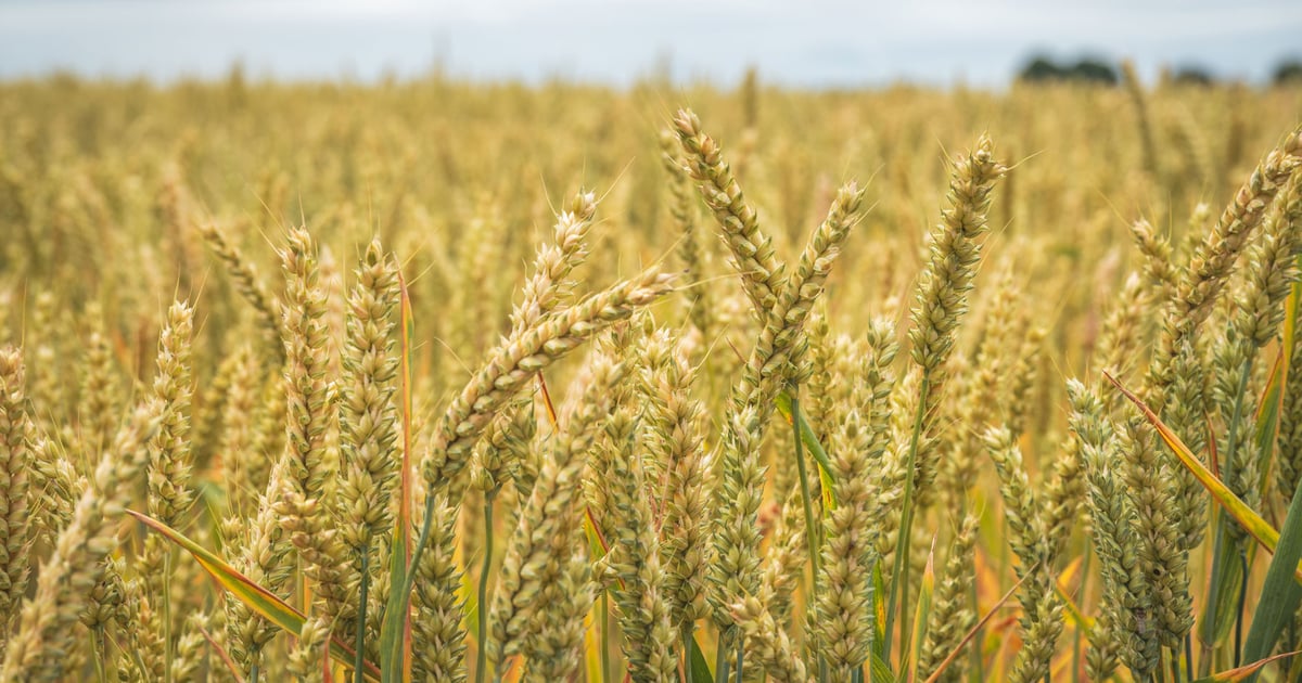 Wars plus weather scare put wheat on bullish track