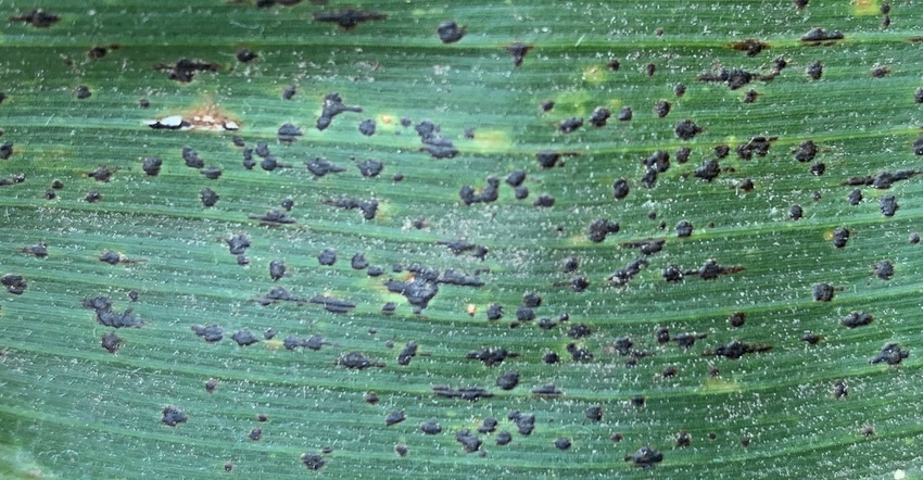 tar spot lesions 