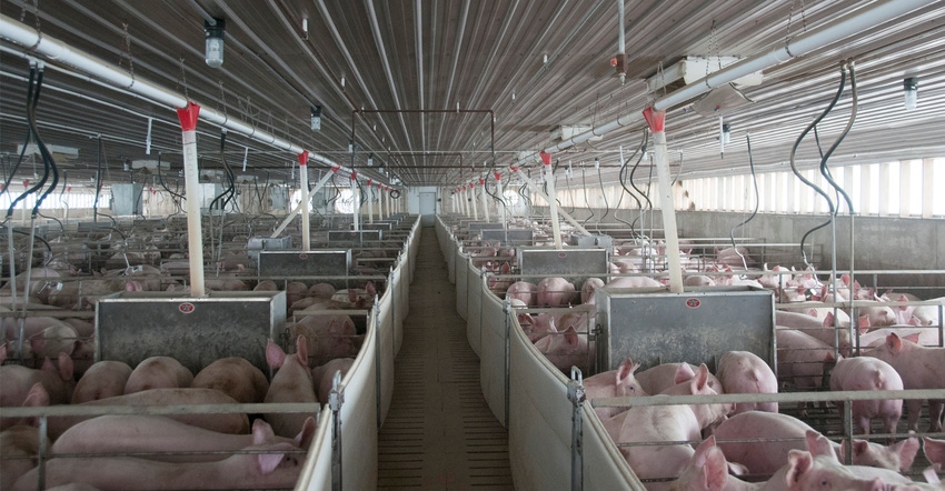 Inside of a Hog facility