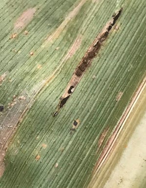 Common and southern rust on leaf
