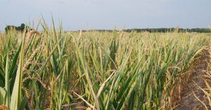 Drought stricken corn field