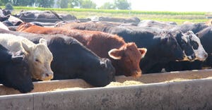 Cattle eating in a feed lot