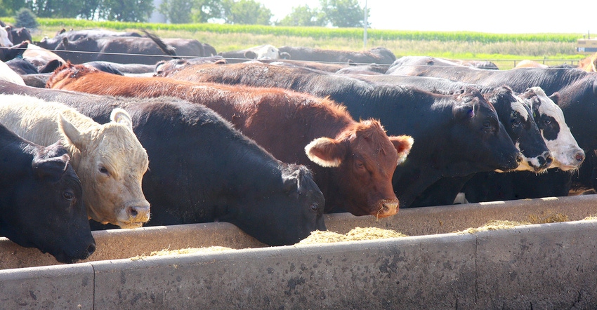 Cattle eating in a feed lot Cattle eating in a feed lot