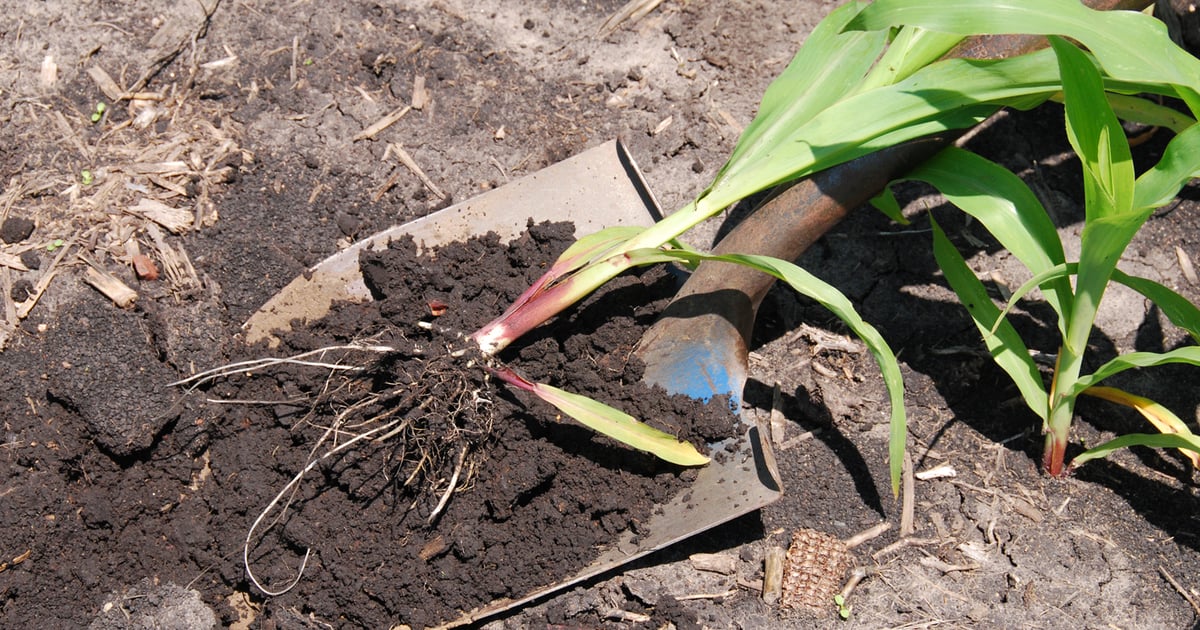 Corn Rootworm Protection Take aim at corn rootworm
