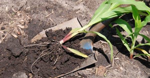 Roots of corn with corn rootworm