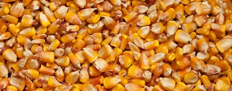 syngenta_names_cellulosic_ethanol_process_technology_cellerate_1_635458722009636000.jpg