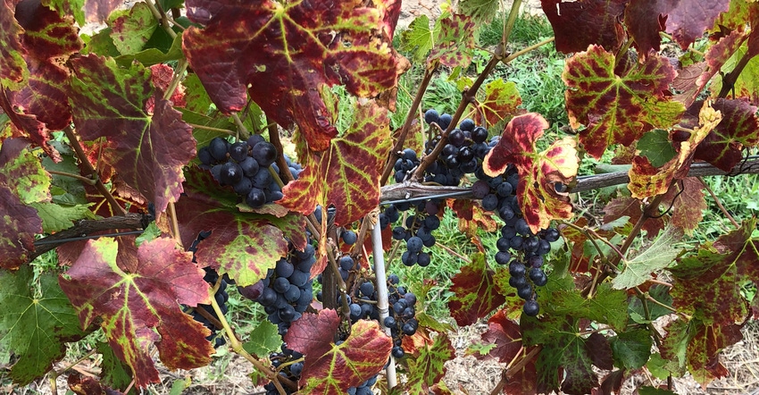 A ‘Pinot Noir’ vine is pictured here with leafroll-like symptoms 