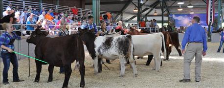 illinois_state_fair_expands_junior_livestock_exhibitor_age_1_635784435614428860.jpg