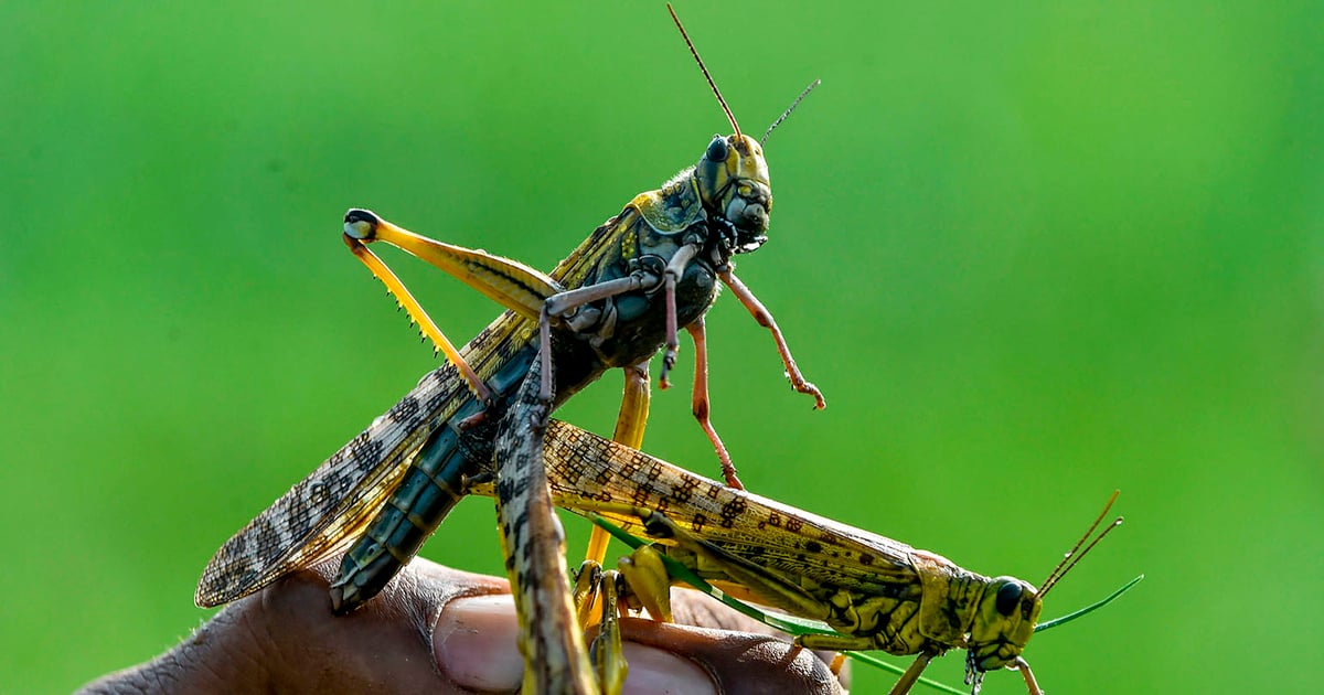 Locusts wipe out wheat crop