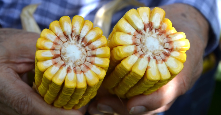 ears of corn with varying kernel size