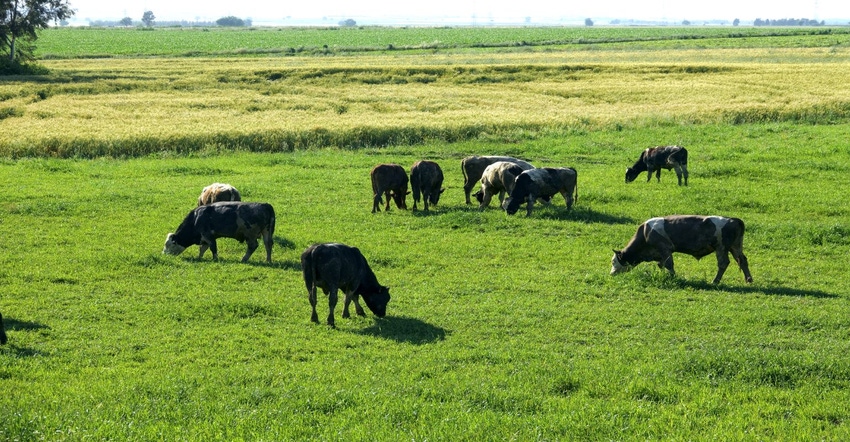 4-13-22 cattle on wheat pasture.jpg 4-13-22 cattle on wheat pasture.jpg