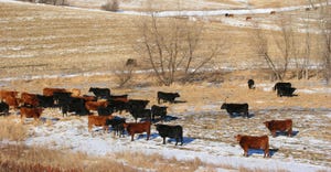 Cattle graze in a cornfield in winter