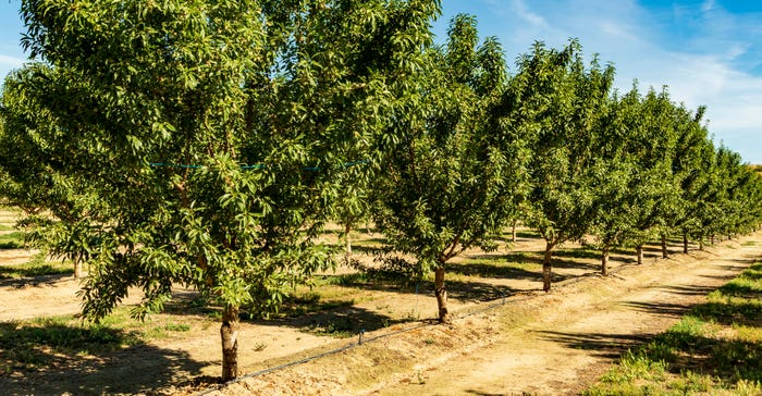 wfp-todd-fitchette-liberty-almond-variety-9.jpg wfp-todd-fitchette-liberty-almond-variety-9.jpg